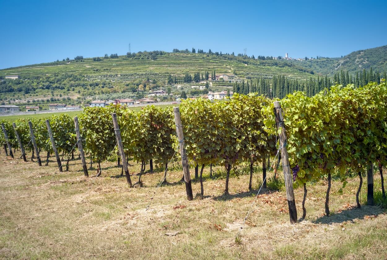 3 Bedste Amarone Rødvine i 2023