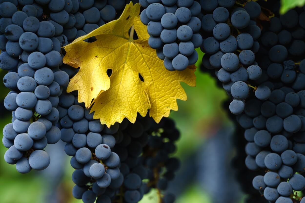 5 Bedste Cabernet Sauvignon Rødvine i 2023