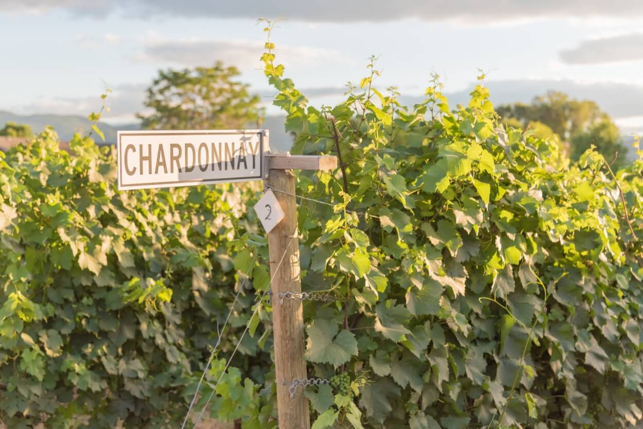 4 Bedste Chardonnay Hvidvine i 2023