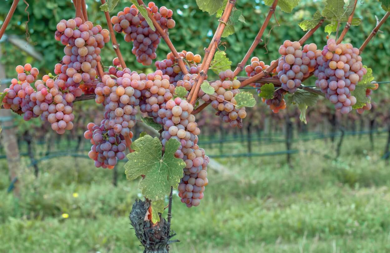 4 Bedste Gewürztraminer Hvidvine i 2023