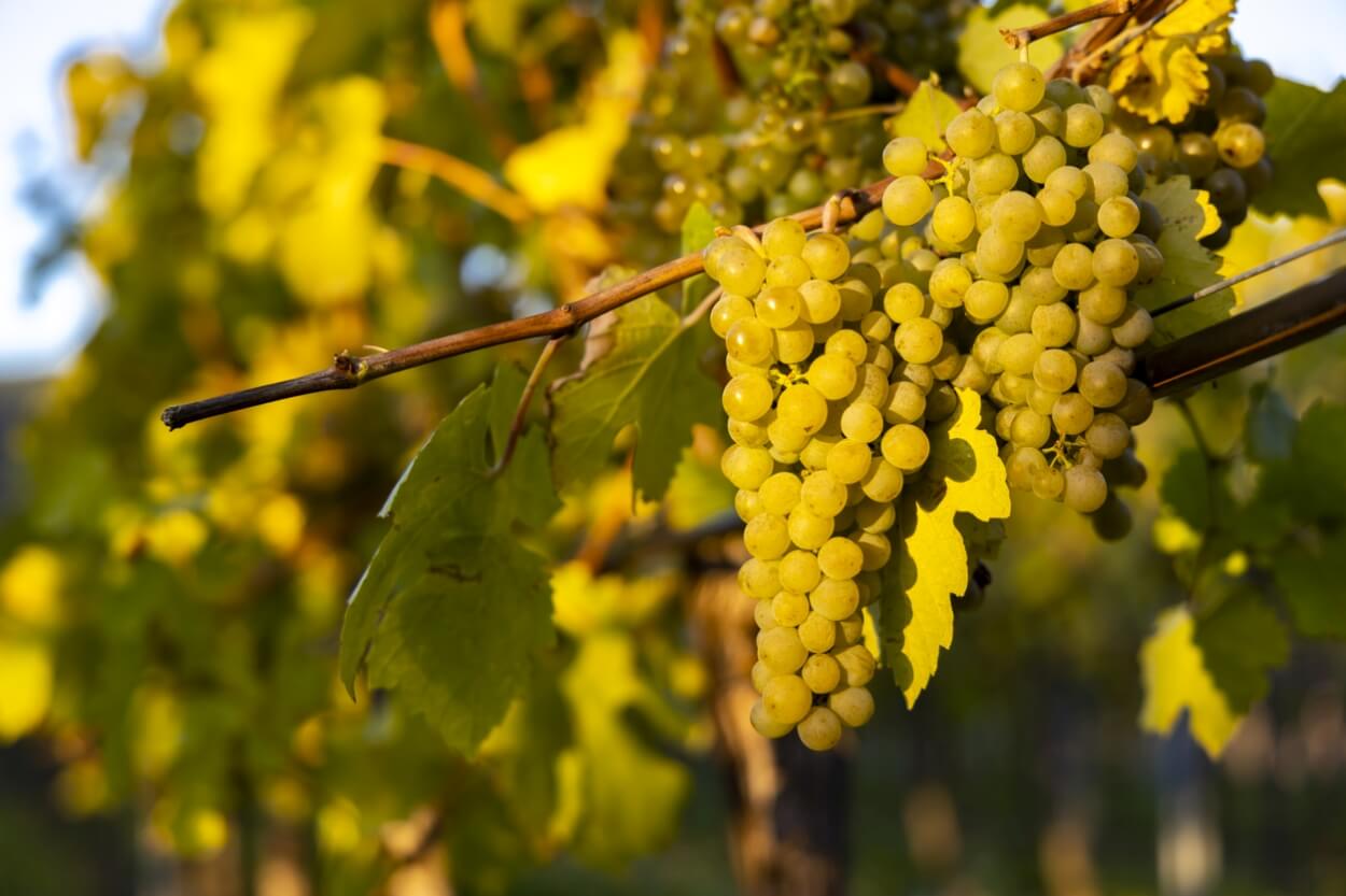 4 Bedste Grüner Veltliner Hvidvine i 2023