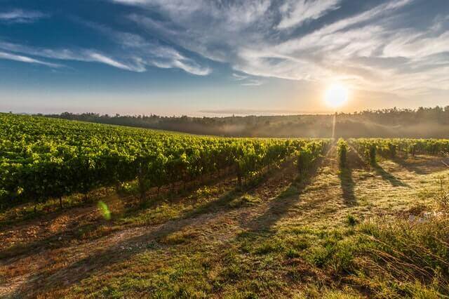 Biodynamisk vin, hvad er det? Få svaret her!