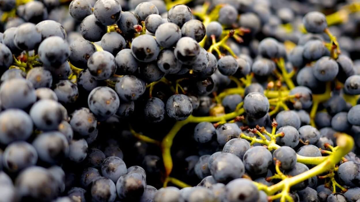Hvad er forskellen på Zinfandel & Primitivo vin?