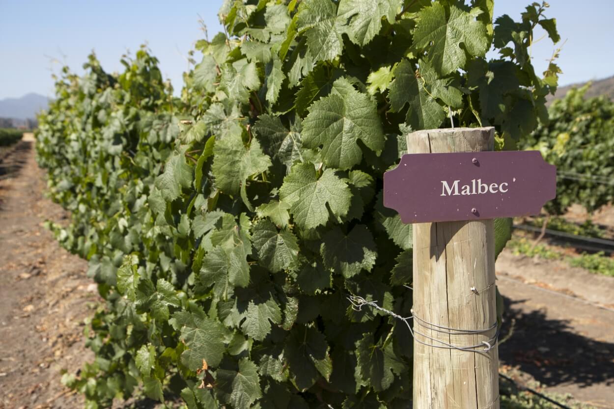 3 Bedste Malbec Rødvine i 2025