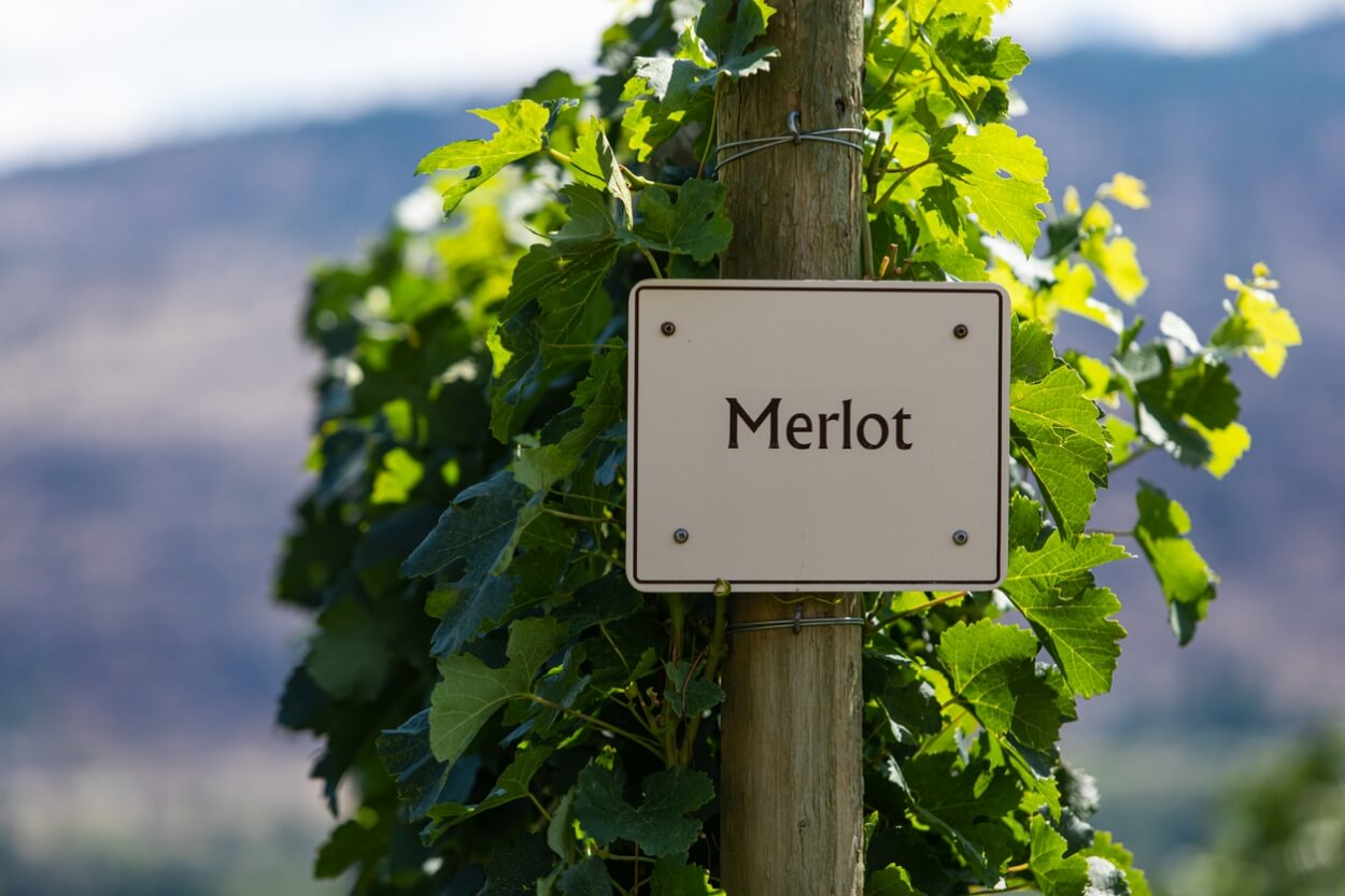 8 Bedste Merlot Rødvine i 2023