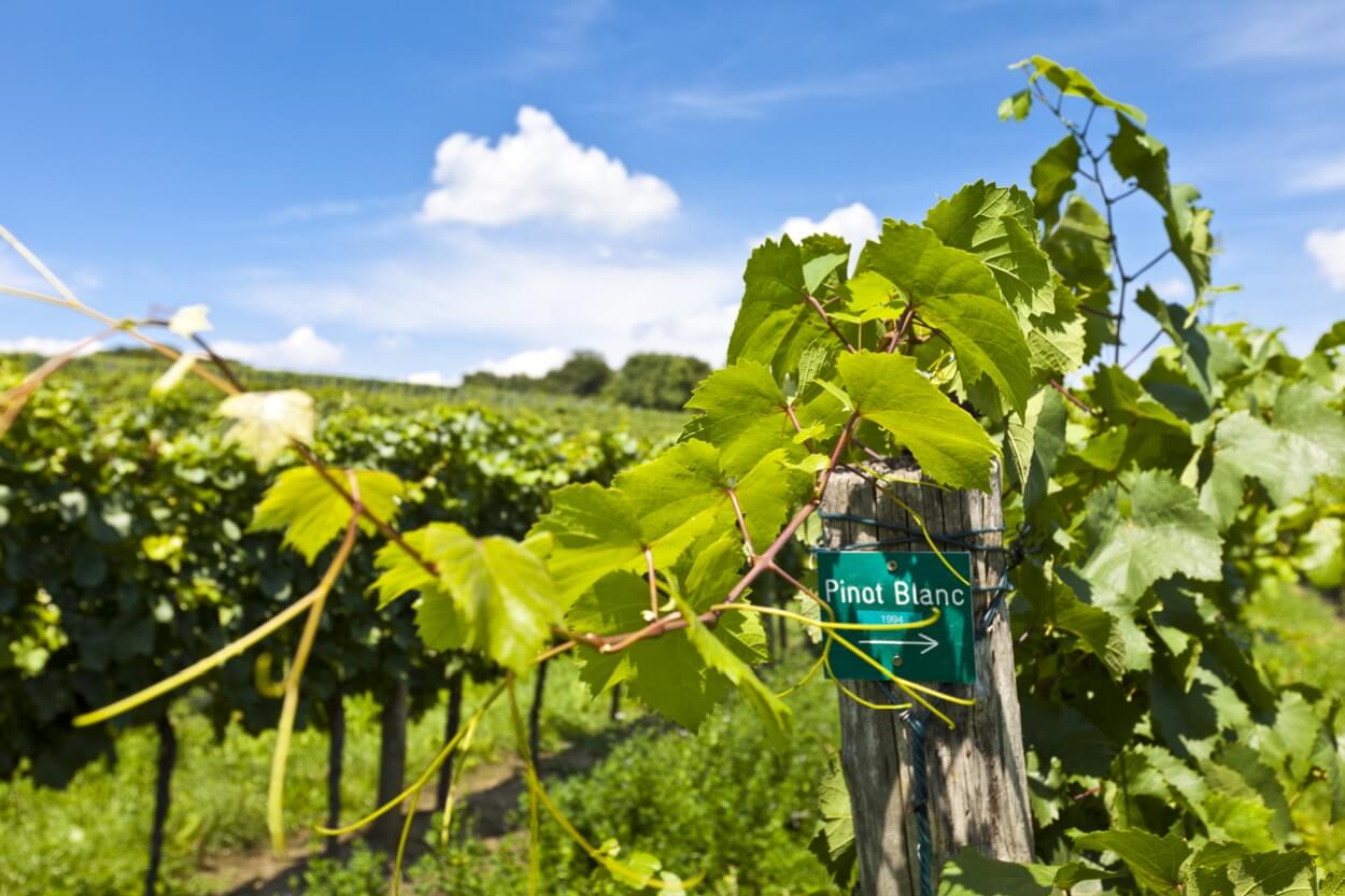 4 Bedste Pinot Blanc Hvidvine i 2023