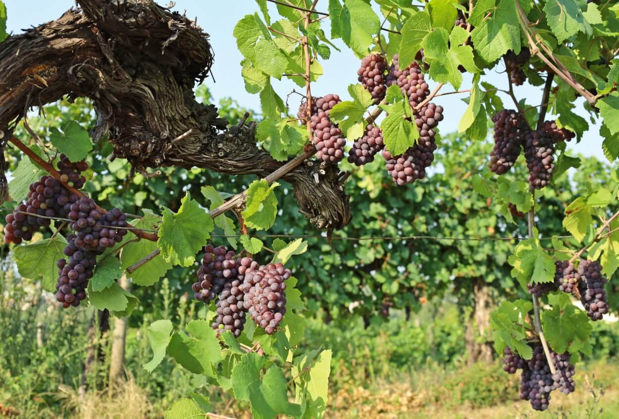 3 Bedste Pinot Grigio Hvidvine i 2023
