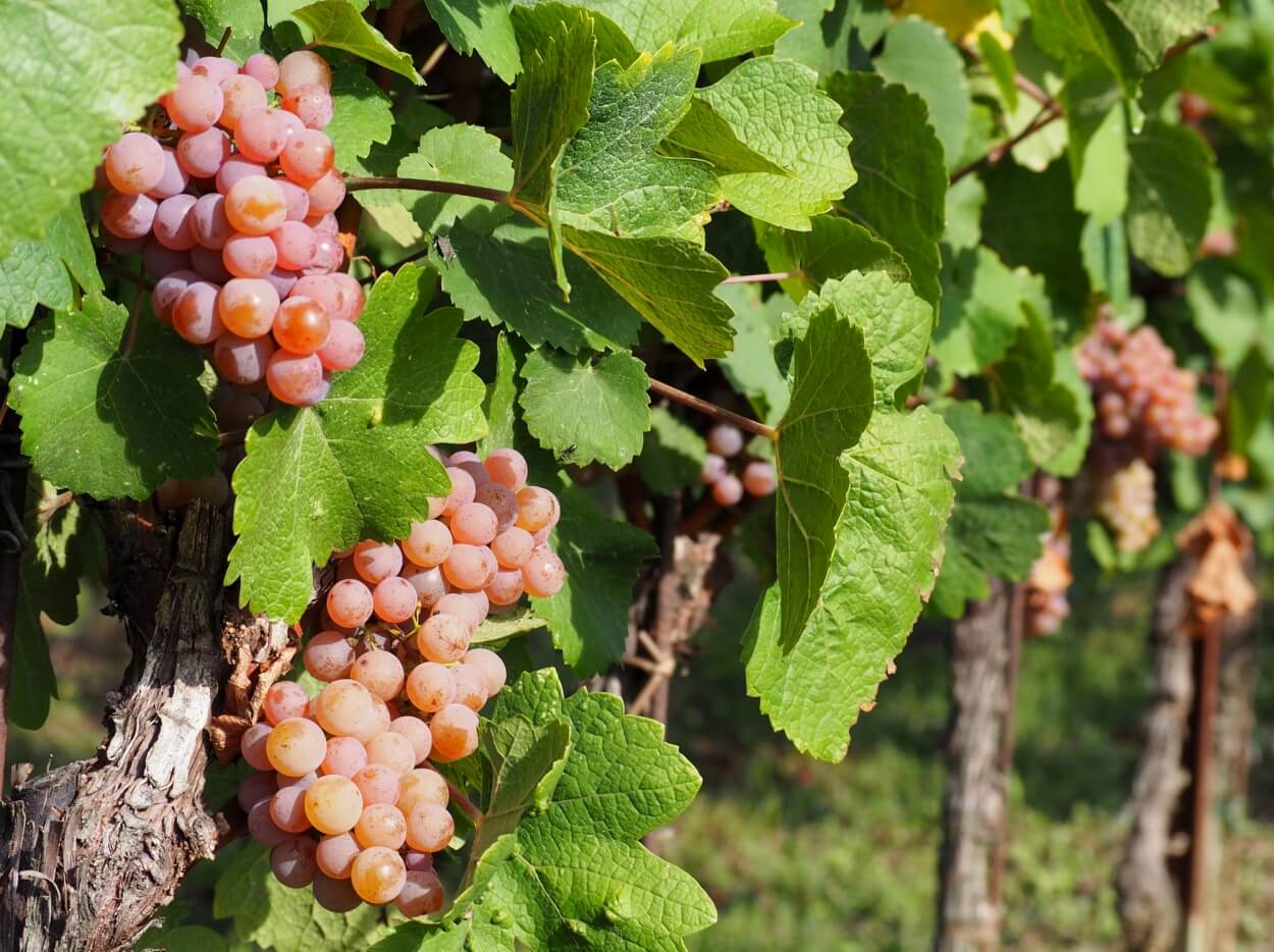 3 Bedste Pinot Gris Hvidvine i 2023