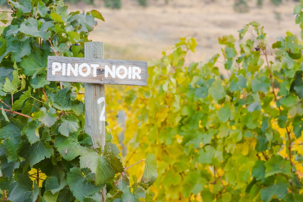 7 Bedste Pinot Noir Rødvine i 2023