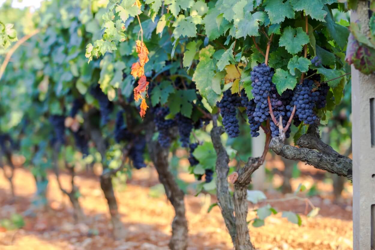 5 Bedste Primitivo Rødvine i 2023