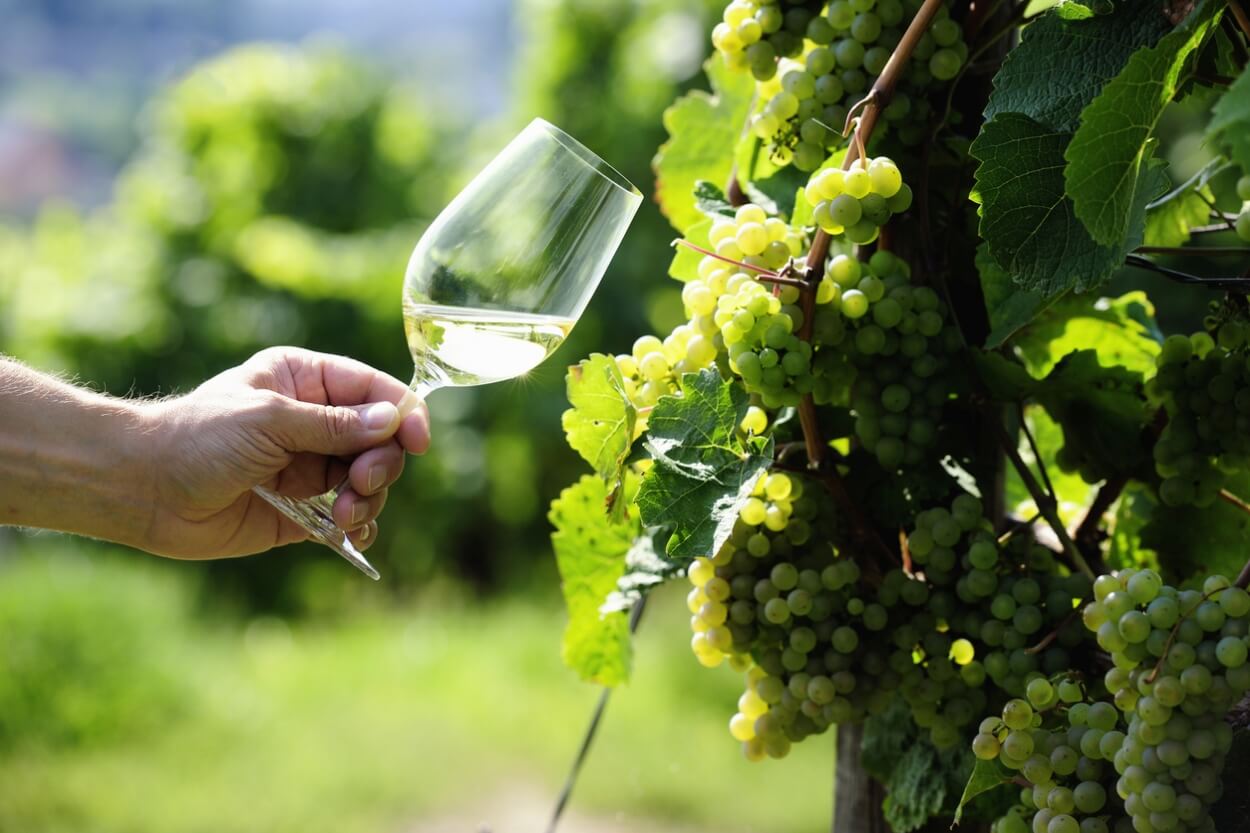 6 Bedste Riesling Hvidvine i 2023