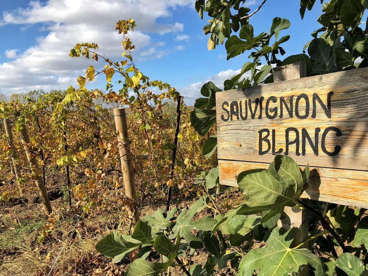 8 Bedste Sauvignon Blanc Hvidvine i 2023