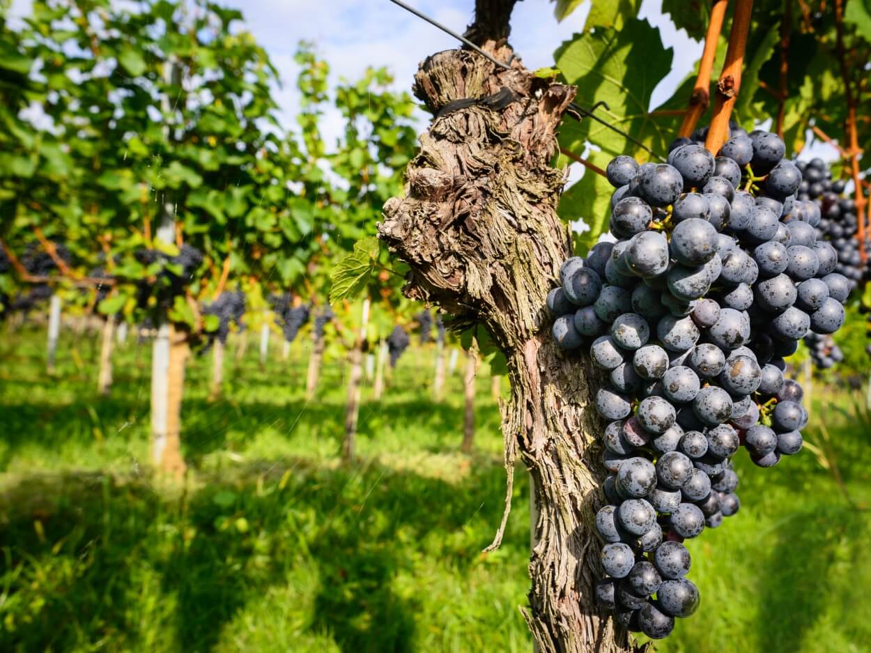 7 Bedste Shiraz Rødvine i 2023