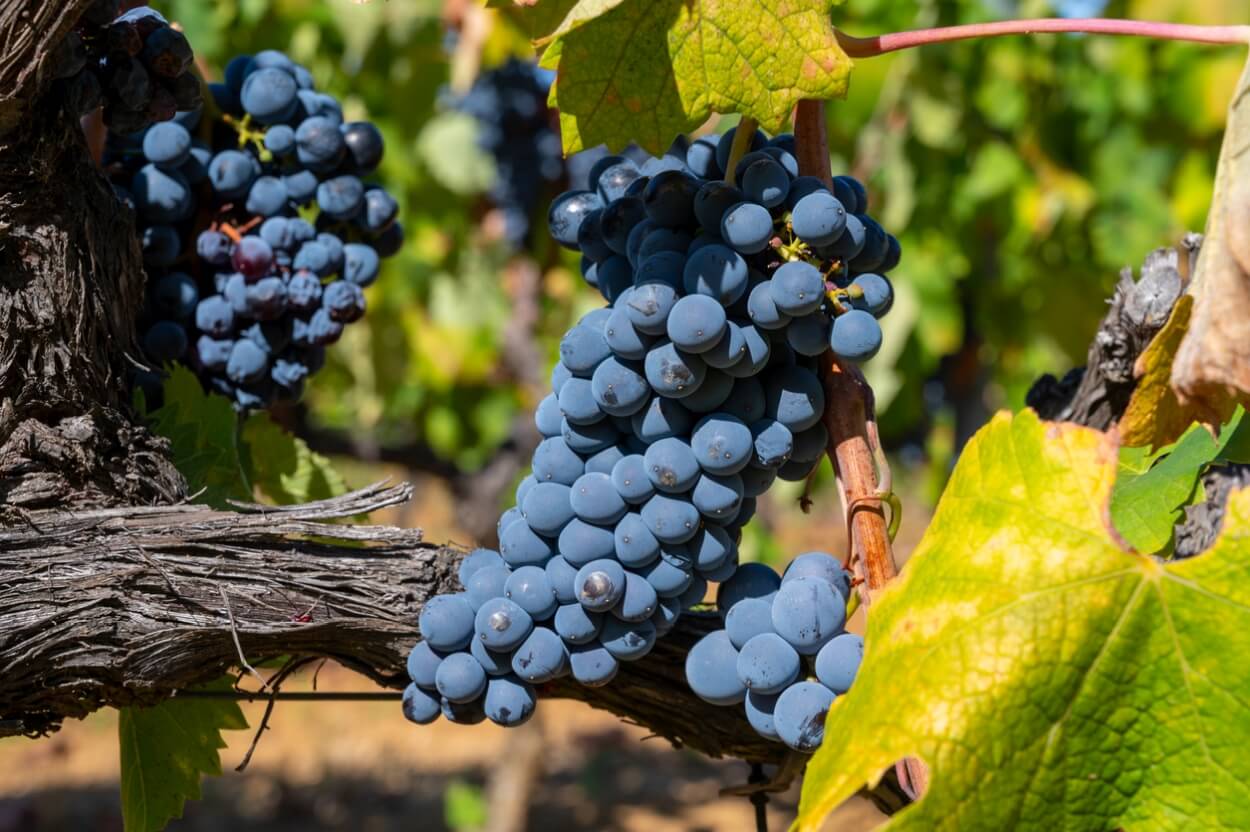 7 Bedste Syrah Rødvinew i 2023
